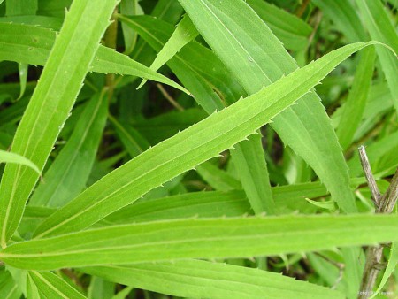 Foto 5: blad